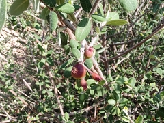 Malacomeles denticulata