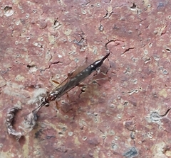 Tromatobia lineatoria