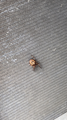 Larinioides cornutus