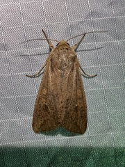 Mythimna