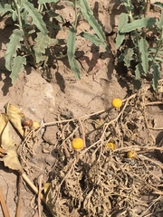 Solanum elaeagnifolium