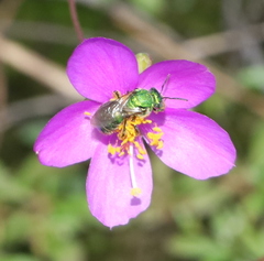 Augochloropsis metallica