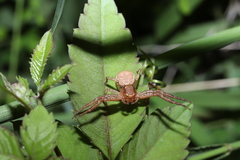 Xysticus ephippiatus