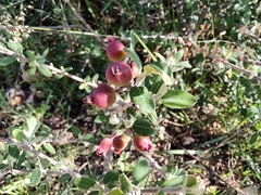 Malacomeles denticulata
