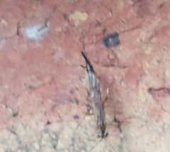 Tromatobia lineatoria