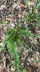 Liriope