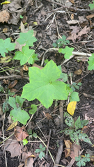 Hydrophyllum canadense