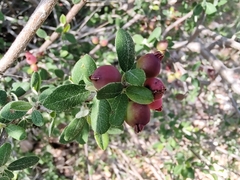 Malacomeles denticulata