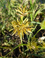 Cyperus strigosus