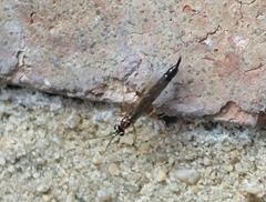 Tromatobia lineatoria