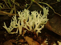 Clavulina coralloides