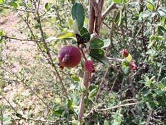 Malacomeles denticulata