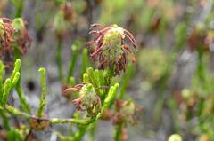 Erica sessiliflora