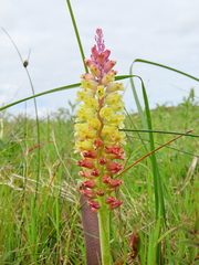 Lachenalia pallida