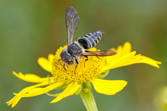 Coelioxys sayi