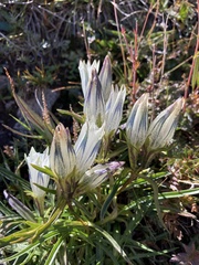 Gentiana algida