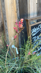 Hesperaloe parviflora