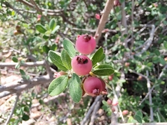 Malacomeles denticulata