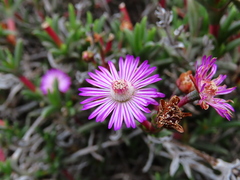 Ruschia geminiflora