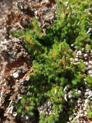 Selaginella peruviana