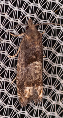 Eucosma parmatana