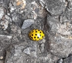 Psyllobora vigintiduopunctata