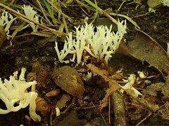 Clavulina coralloides