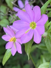 Sabatia capitata