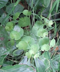 Hydrocotyle vulgaris