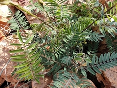 Malacomeles denticulata