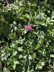 Trifolium parryi