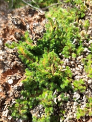 Selaginella peruviana