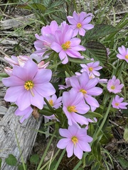 Sabatia capitata