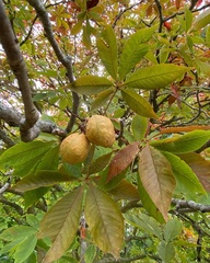Aesculus glabra