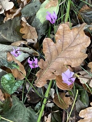 Cyclamen purpurascens
