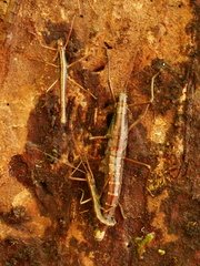 Anisomorpha buprestoides