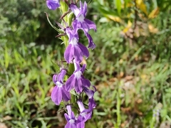 Lobelia fenestralis