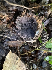 Scleroderma polyrhizum