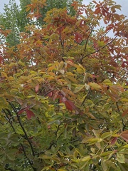 Aesculus glabra