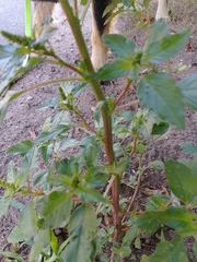 Amaranthus powellii