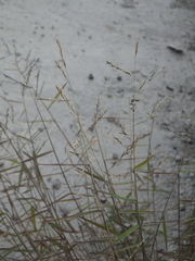 Cleistogenes