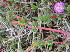 Ruschia geminiflora