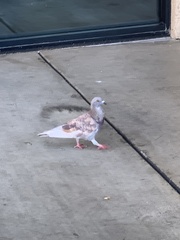 Columba livia domestica
