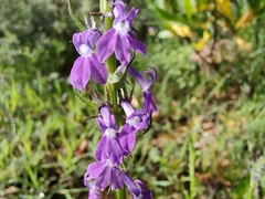 Lobelia fenestralis
