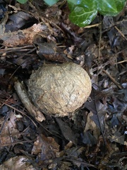 Scleroderma polyrhizum