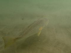 Umbrina roncador
