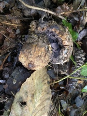 Scleroderma polyrhizum