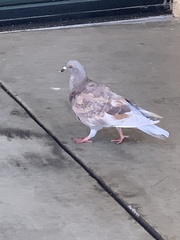 Columba livia domestica