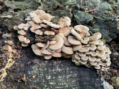 Panellus