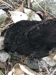 Daldinia childiae
